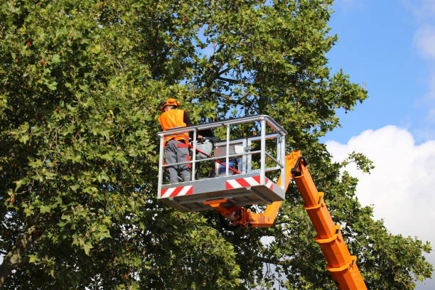 How Our Tree Care Process Works  in Lely Resort, FL